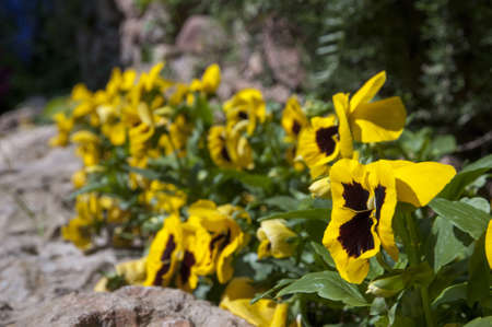 yellow flowers that are called thoughtの写真素材