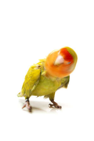 Lovebird colors on a white backgroundの写真素材