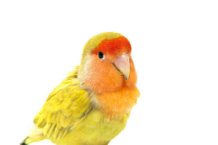 Lovebird colors on a white backgroundの写真素材