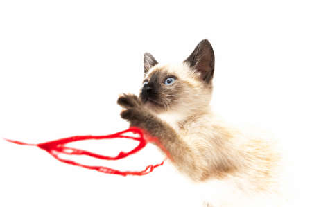 cat playing with ball of thread on a white backgroundの写真素材