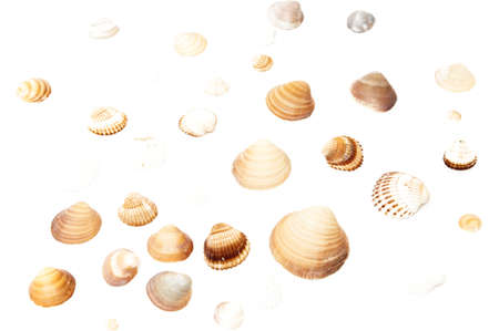 seashells on a white backgroundの写真素材