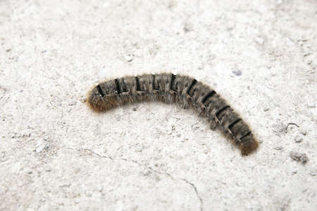 brown caterpillar walking along the roadの写真素材