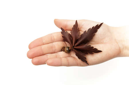 hand with a marijuana leaf on a white backgroundの写真素材