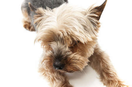 funny dog yorkshire on a white backgroundの写真素材