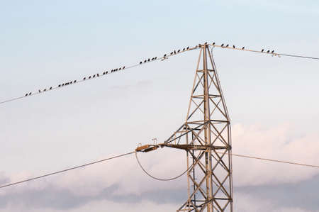 starlings flying on top of an electric poleの写真素材