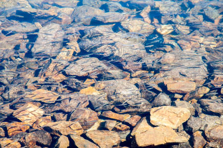 fish swimming in the river looking for foodの写真素材