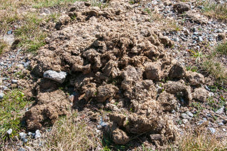 horse manure in the soil of the mountainの写真素材