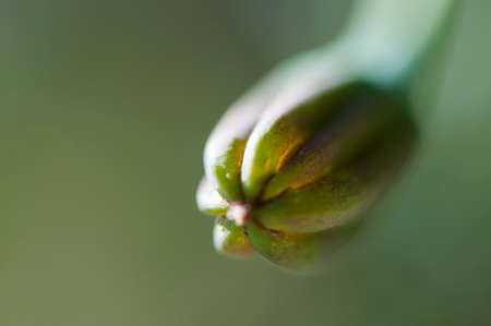 closed flower on a green backgroundの写真素材