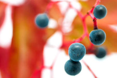 fruit of a plant on a white backgroundの写真素材