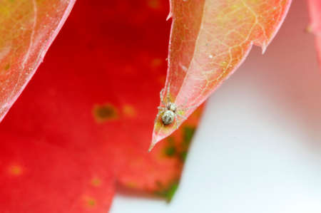 spider on a leaf on a white backgroundの写真素材