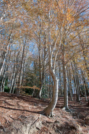 Montseny mountains in Barcelona in the autumn seasonの写真素材