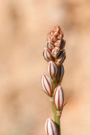 Flower color white very longの写真素材