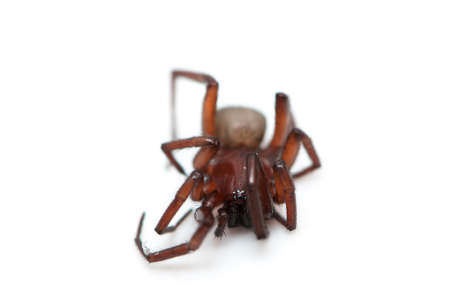 hairy spider on a white backgroundの写真素材