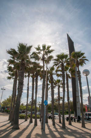 palm trees on the square reflected by the midday sunの写真素材