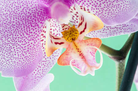 orchid, Phalaenopsis hieroglyphica on a green backgroundの写真素材