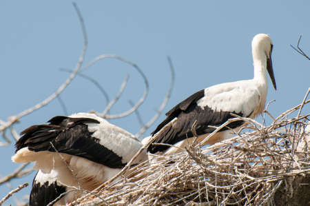 You storks in their nests to care for young
