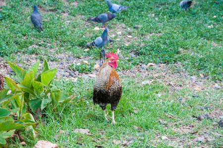 large colorful rooster and eating in the meadowの写真素材
