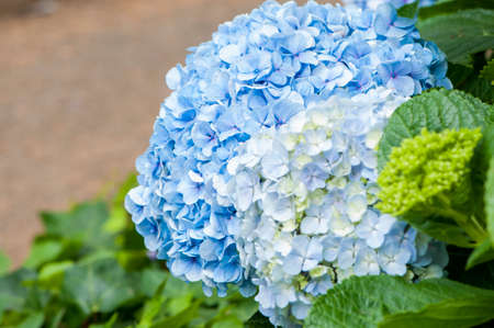 blue flower in the middle of natureの写真素材