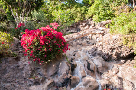 waterfall surrounded by greenery and flowers