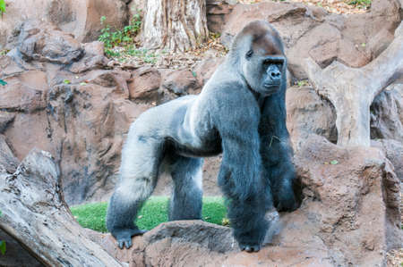 gorilla in the middle of the Amazon jungle
