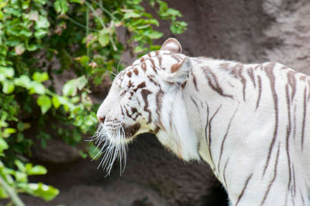 white tiger walking through the jungleの写真素材