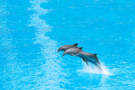 dolphins swimming in the saltwater poolの写真素材