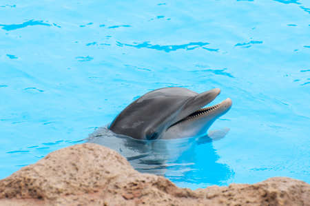 dolphins swimming in the saltwater poolの写真素材