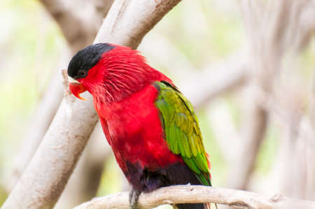 parrots in their jungle habitat surrounded