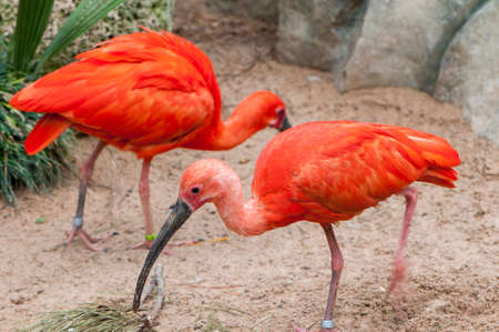 Red Heron with beak Curbo Venezuela