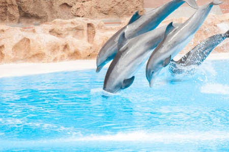 dolphins swimming in the saltwater poolの写真素材