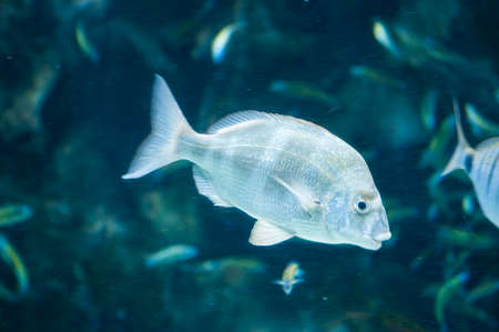 tropical fish swimming on the seabedの写真素材
