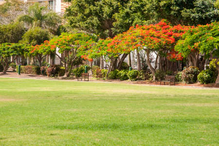 very large garden on the island of La Gomera in the Canary Islandsの写真素材