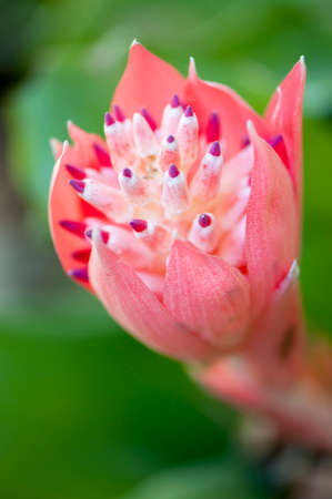 colorful flowers in the rainforestの写真素材