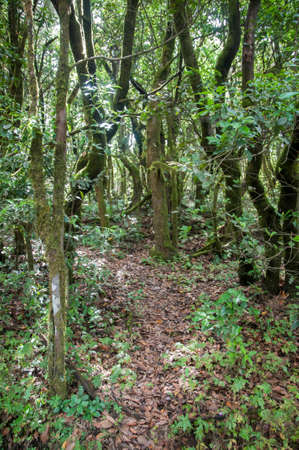 lush forest of the Gomera in the Canary Islandsの写真素材