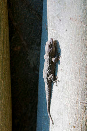 small lizard perched on a trunk of a treeの写真素材