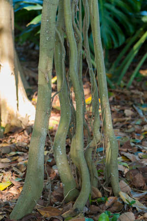very large tree roots in the forest