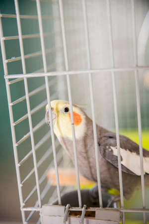 yellow colored nymph locked in the cageの写真素材