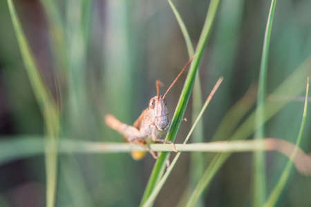 grasshopper perched on a branch in the countryside