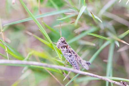 grasshopper perched on a branch in the countrysideの写真素材