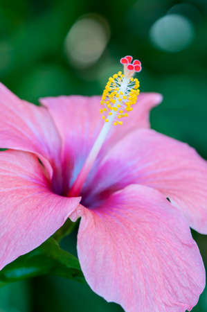 colorful flowers surrounded by natureの写真素材