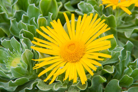 yellow flower surrounded by natureの写真素材
