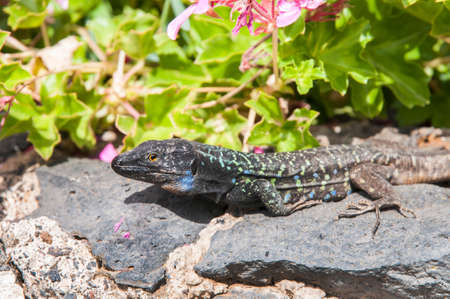 Canarian lizard basking in the Canary Islandsの写真素材