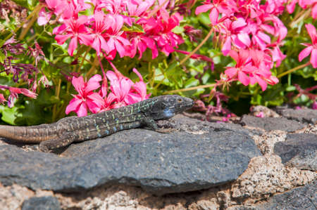 Canarian lizard basking in the Canary Islandsの写真素材