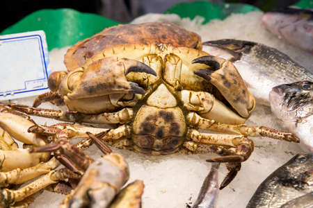 fresh crabs freshly borrowed from the seaの写真素材