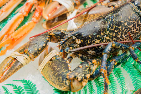 finished bringing fresh lobsters from the sea
