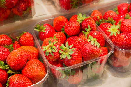 fresh strawberries freshly picked from the plantの写真素材