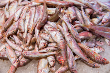 very fresh small red mulletの写真素材