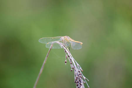 dragonfly wings warming up on top of a branchの写真素材