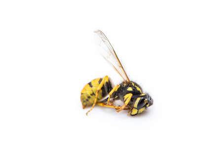 wasp yellow and black color on a white background