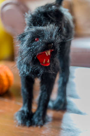 angry black cat on the tableの写真素材